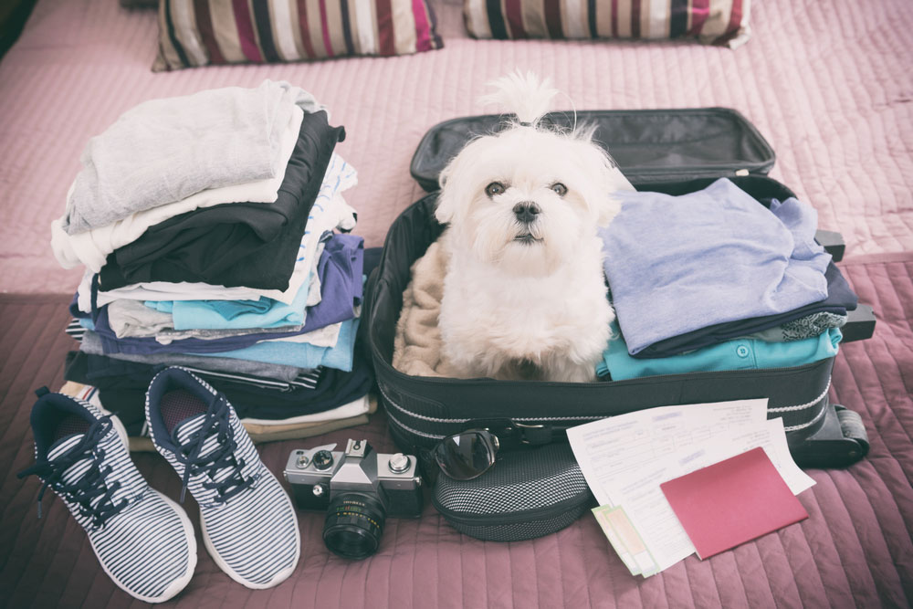 pet-travel-tips