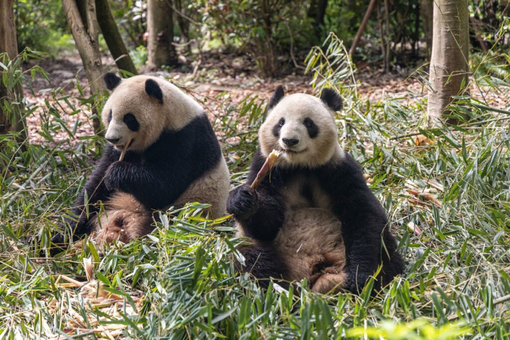 Panda Valley, Chengdu