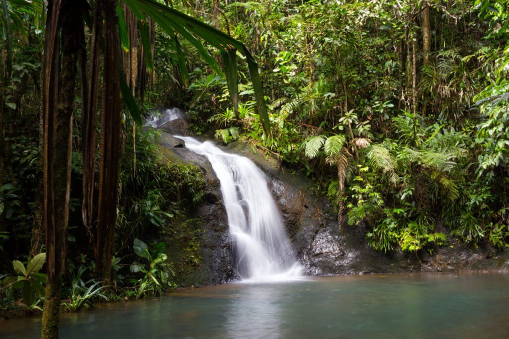 Colo-i-Suva Forest Park