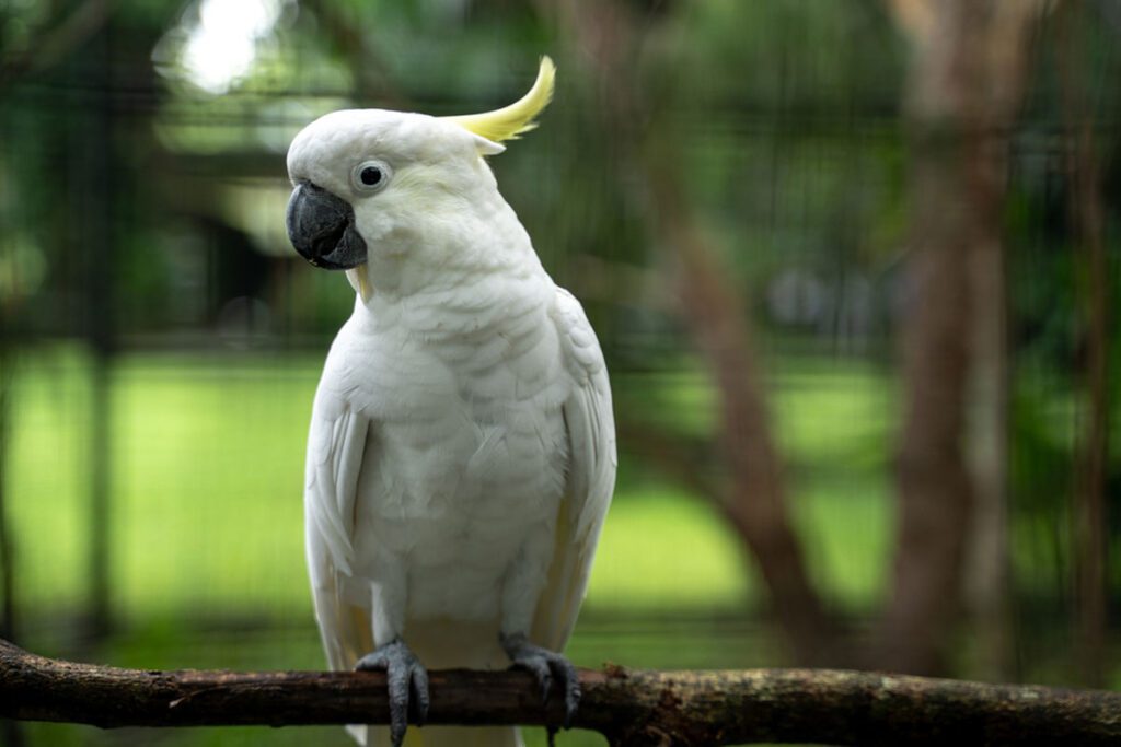 White cockatoo at Nature Park, Port Moresby