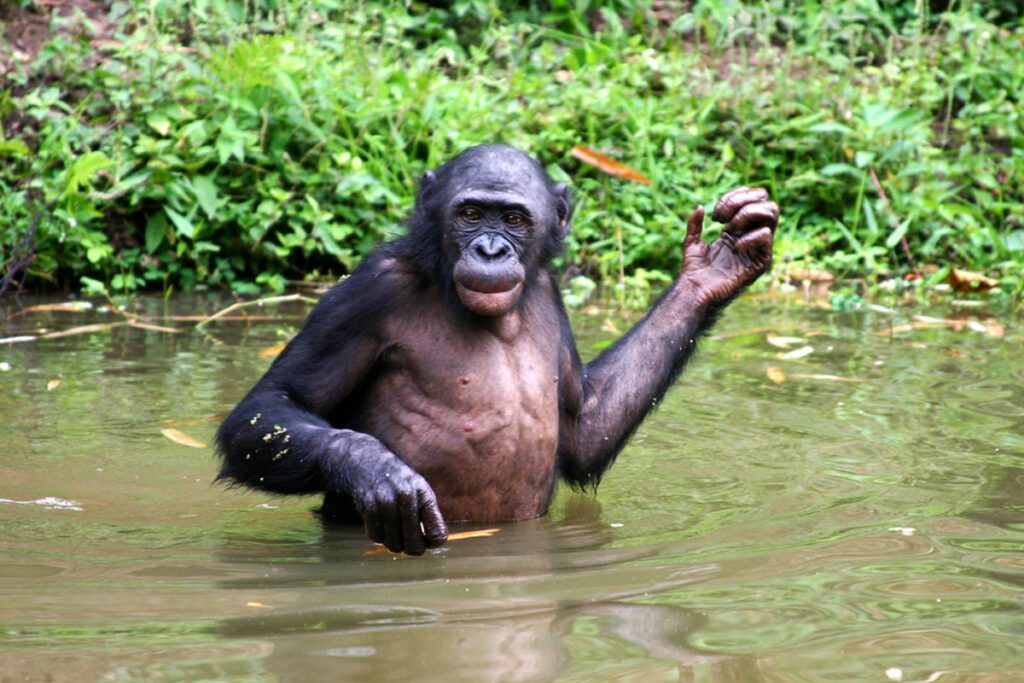 Visit the Lola Ya Bonobo sanctuary near Kinshasa