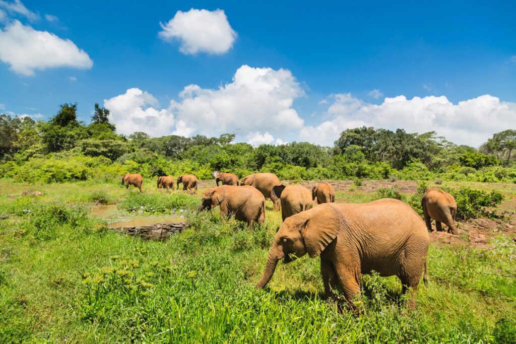 Baby elephants in the elephant orphanage of Nairobi