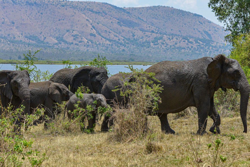 Akagera National Park