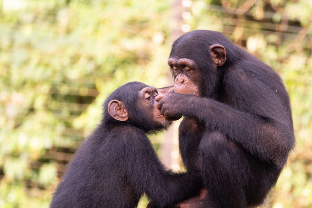 Tacugama Chimpanzee Sanctuary