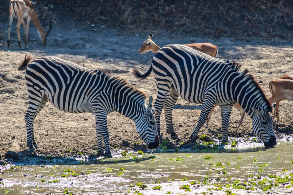 zebra in south lilongwe national park