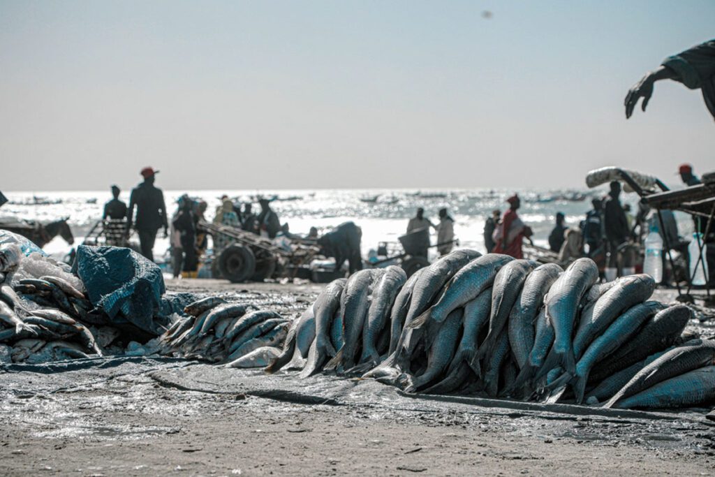 The fish market, Nouakchott